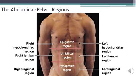 Regions Of Abdomen Diagram Regions Of The Abdomen Diagram