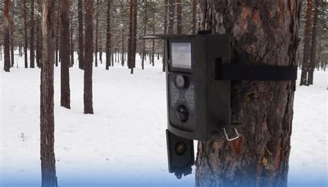 Лесные фотоловушки будут помогать находить нарушителей - Город Ч