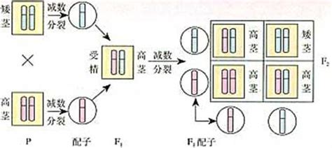 高一生物基因和染色体的关系试题 高中一年级生物试题练习、期中期末试卷、测验题、复习资料 高中生物试卷 试卷下载