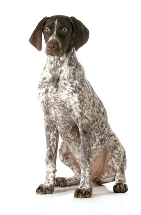 Pointer Dog Breed Complete Guide - Wiki Point