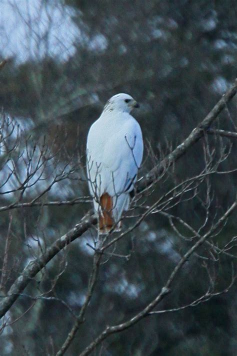 Connecticut Audubon Society: Leucistic Red-tailed Hawk