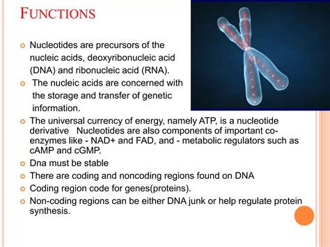 DNA strcture and function | PPT