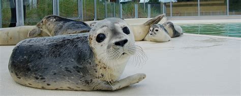 Seehundstation Norddeich Ostfrieslandcard