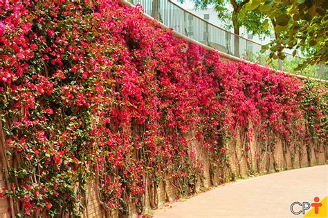 Principais Trepadeiras Para Jardins Artigos Cursos A Dist Ncia Cpt