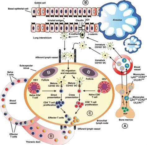 Development And Functional Specialization Of Lung Migrating CD103