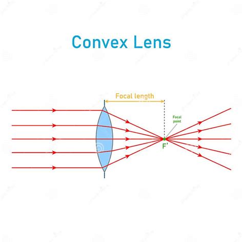 Diagrama Esquemático De Lentes Convexos En Física óptica Ilustración
