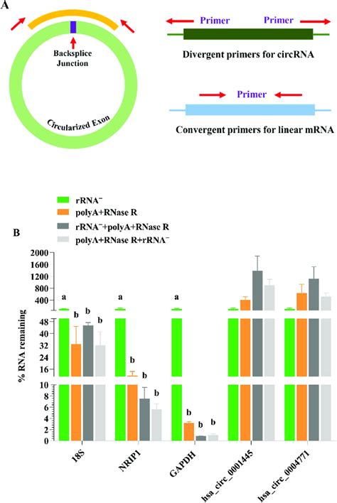 The Validation Of Linear Rna Removal Efficiency Using Four Diverse