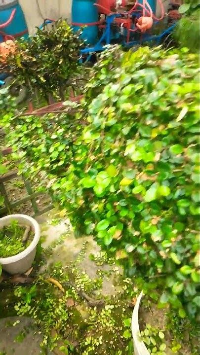 Zs Garden Boatshape Plants Garden Tree Youtube Tiktok Fb