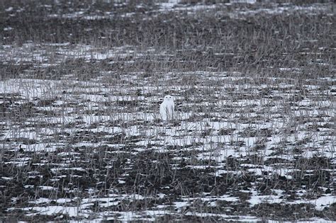 Белая сова (Bubo scandiacus)