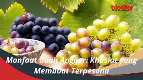 Manfaat Buah Anggur: Khasiat yang Membuat Terpesona - Biotifor