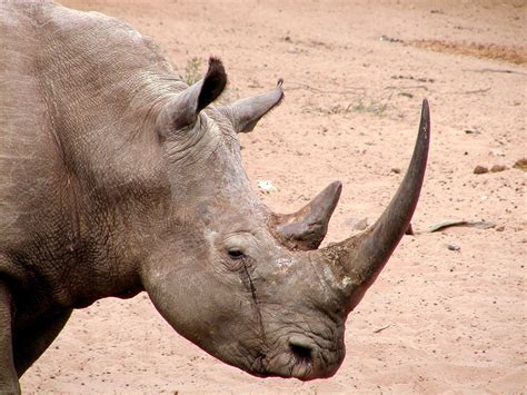 Rhino Poaching, Rhino Animal, Animal Action, White Rhino, Animal Rescue ...