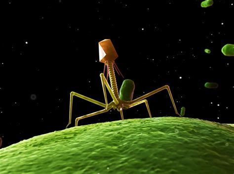 Bacteriophage Life Cycle Animation