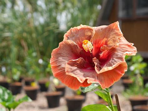 Fancy Hibiscus 'Voodoo Magic' 008 | Hibiscus, Orchids, Fancy