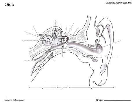 Las Partes Del Oido Para NiÃ±os - Tesama