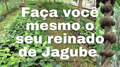 Fazendo Mudas De Jagube Ou Mariri Da Colheita Das Sementes Ao Plantio