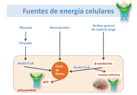 Cuerpos Cetónicos Qué Son Y Cuál Es Su Función