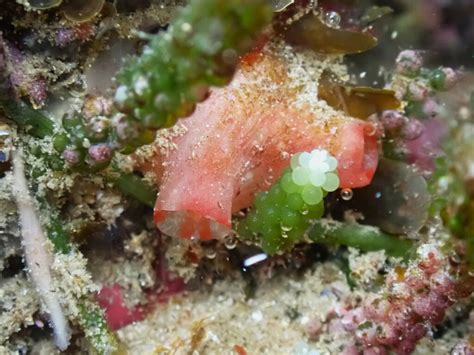 Red Throated Ascidian From Sandy Beach Nsw Australia On November