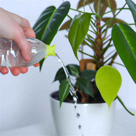 How Often Should You Water Indoor Plants? A Comprehensive Guide - The ...