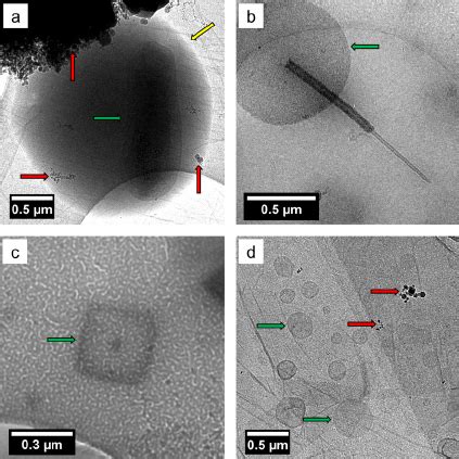 Bright Fi Eld TEM Images Of SSA Prepared By Cryo TEM Showing A A