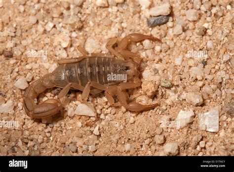 Bark Scorpion Centruroides Sculpturatus Arizona Usa Stock Photo Alamy