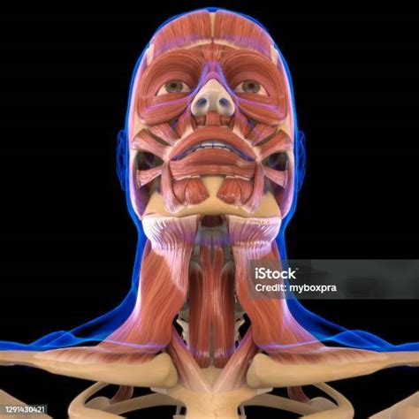 Anatomi Otot Kepala Untuk Konsep Medis 3d Foto Stok Unduh Gambar