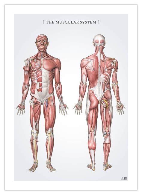 Anatomy Poster The Muscular System In Anatomical Posters Eanatomi