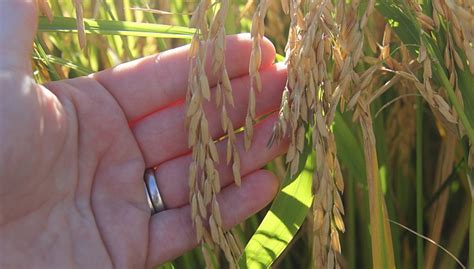 Sequencing The Rice Genome Uga Research News