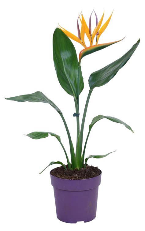 Paradiesvogelblume mit Dekoblüte Strelitzia reginae Topf Ø ca 13 cm