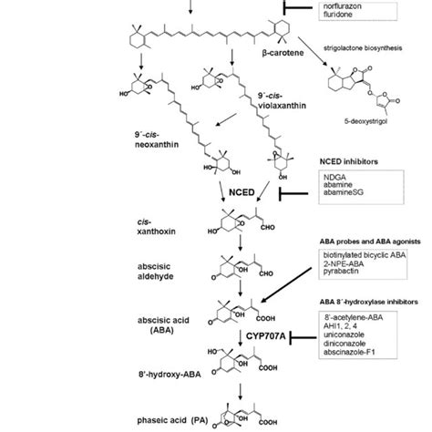 Aba Metabolic Pathway Including Known Inhibitors Adapted From Scheme Download Scientific