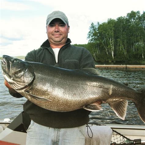 A True Giant Of A Lake Trout Caught On Sturgeon Lake In North West