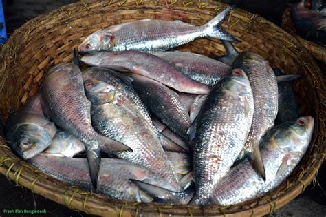 Fresh Fish|Natural & Formalin Free Fish in Bangladesh: Fresh Fish In ...