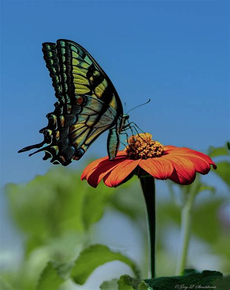 This is Georgia State Butterfly Photograph by Gary Shindelbower - Fine ...