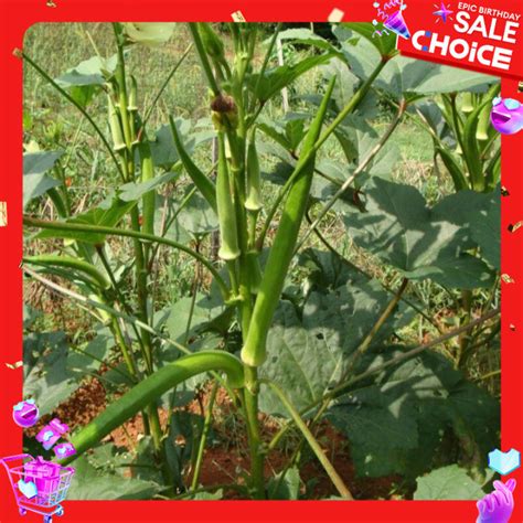 GARDENIUM Benih Okra Hijau Tanaman Sayur Unggul Lazada Indonesia