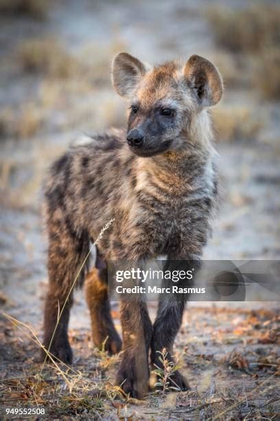 217 Hyenas Laughing Stock Photos, High-Res Pictures, and Images - Getty Images