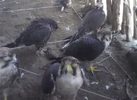 Huge number of wild-caught falcons held in captivity (video ...