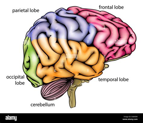 Brain Anatomy Diagram With Sectioned In Different Colours, 42% OFF