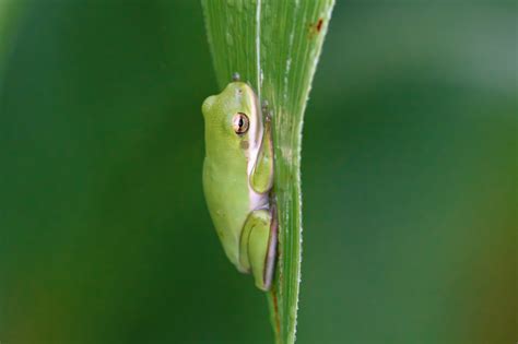 Green Tree Frogs: Camouflage Masters - Steve Creek Wildlife Photography