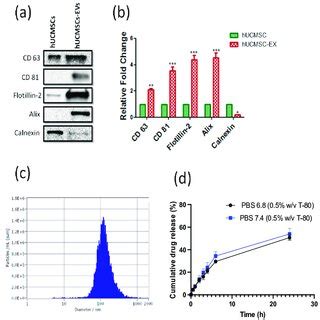 Isolation And Characterization Of Cbd Loaded Evs Hucmscs A