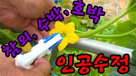 도농텃밭 9 참외 수박 호박 인공수정 Youtube