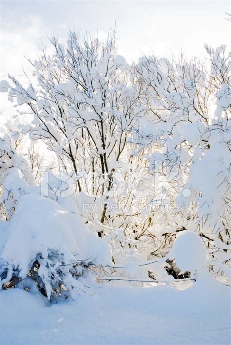 Snowy Trees Stock Photo | Royalty-Free | FreeImages