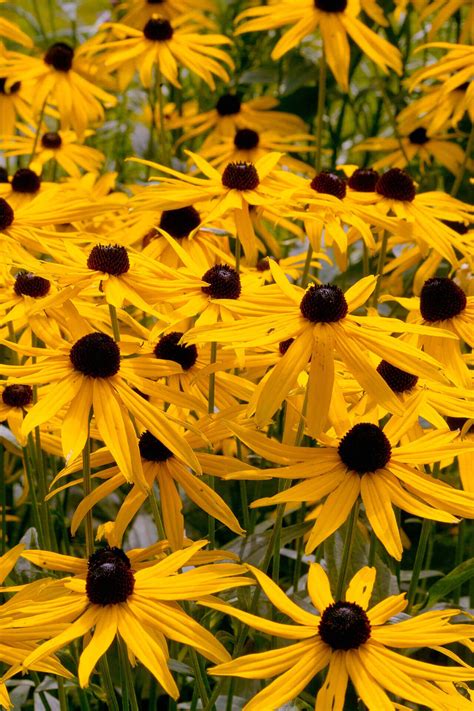 Sun Perennials For Sale | Perennials For Sunny Areas