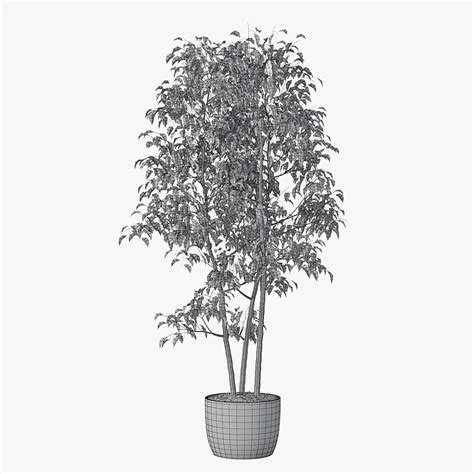 Фикус Бенджамин 04 3D Модель $8 - .unknown .max .fbx - Free3D