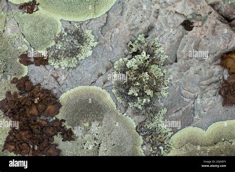 Rock Textures Rock And Lichen Cracked Rock Pattern Hi Res Stock