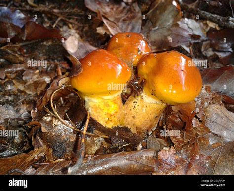 Goldroehrling Fotos und Bildmaterial in hoher Auflösung Alamy