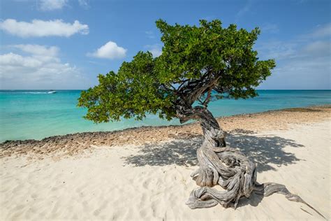 Aruba Beaches Guide: 17 Best Beaches In Aruba