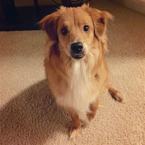 how to train a shy dog