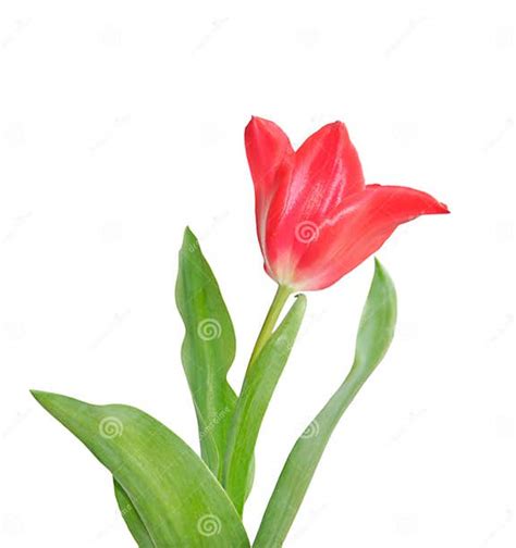 Beautiful Pink Tulip Stock Image Image Of Surprise Blossom 18663389