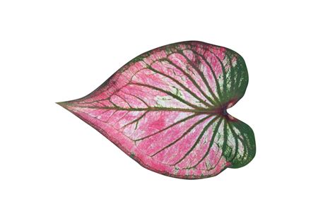 Beautiful Caladium Bicolor Leaves 20943671 PNG