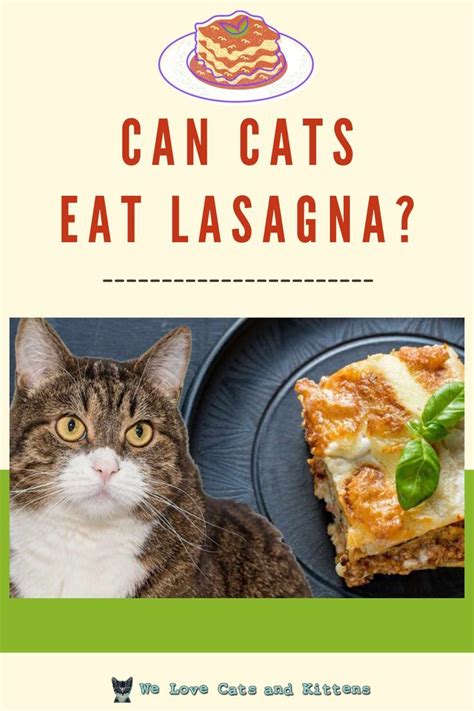 Can Cats Eat Lasagna?