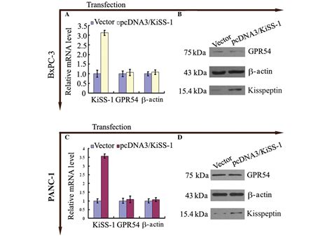 Kiss‑1‑mediated Suppression Of The Invasive Ability Of Human Pancreatic